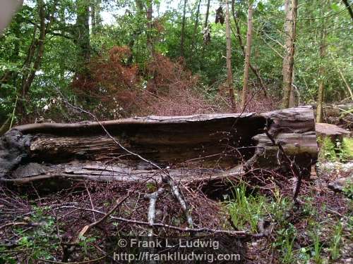 Hollow Tree